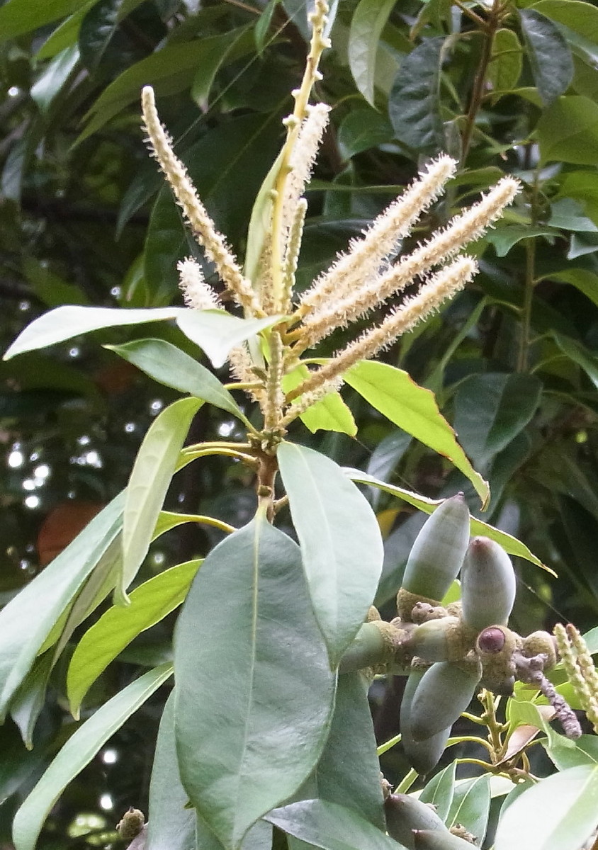 シリブカガシの花と堅果