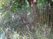 ジョロウグモの巣