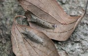 ゴマダラチョウの越冬幼虫