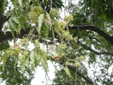 アショカツリー（Polyalthia　longifolla）と花